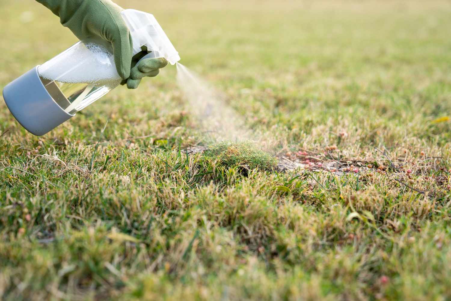 When to Apply Moss Killer to Your Lawn: A Complete Guide for a Healthy, Green Lawn