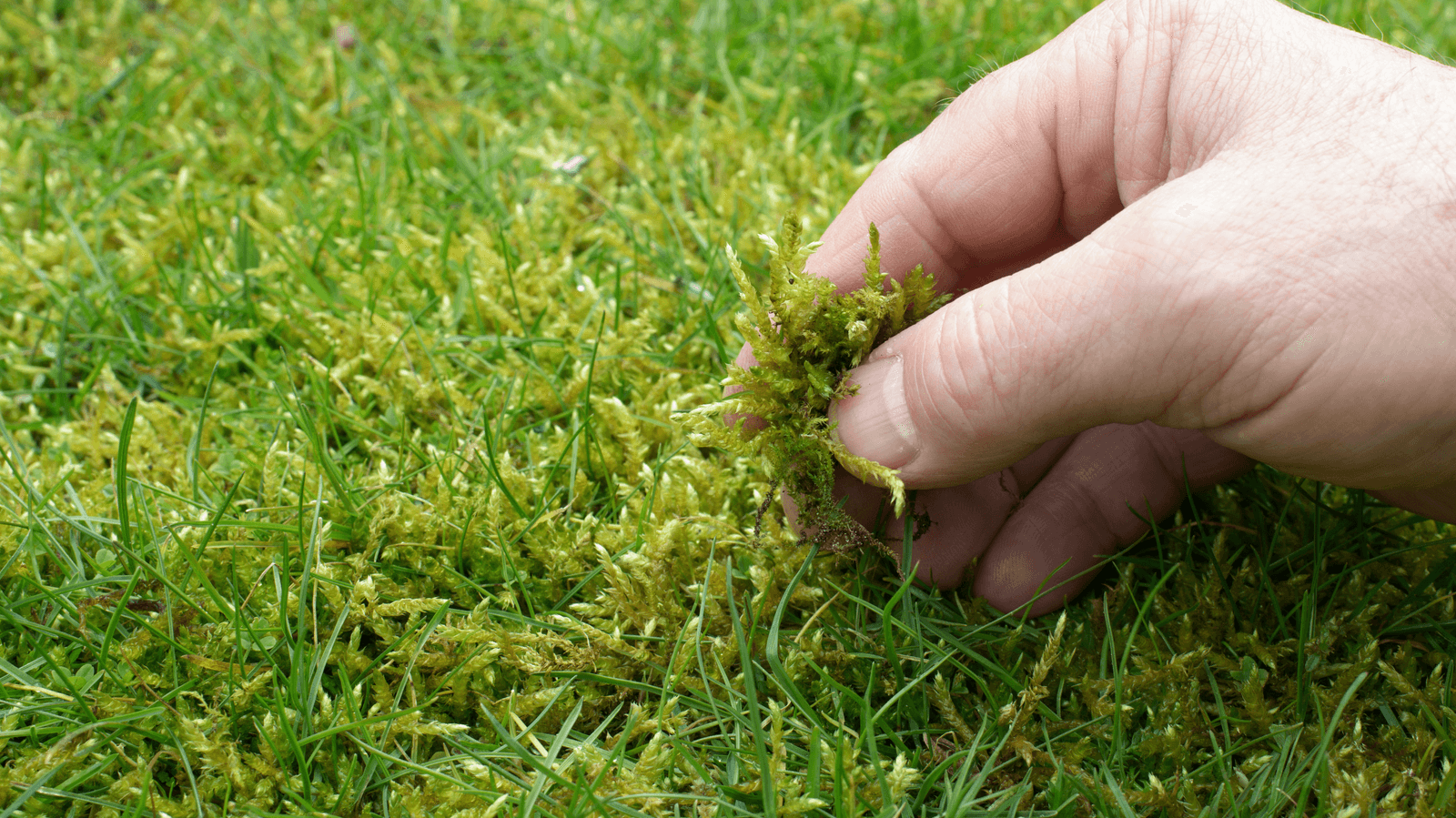 Moss Killer for Lawns: Your Ultimate Guide to a Lush, Green Lawn