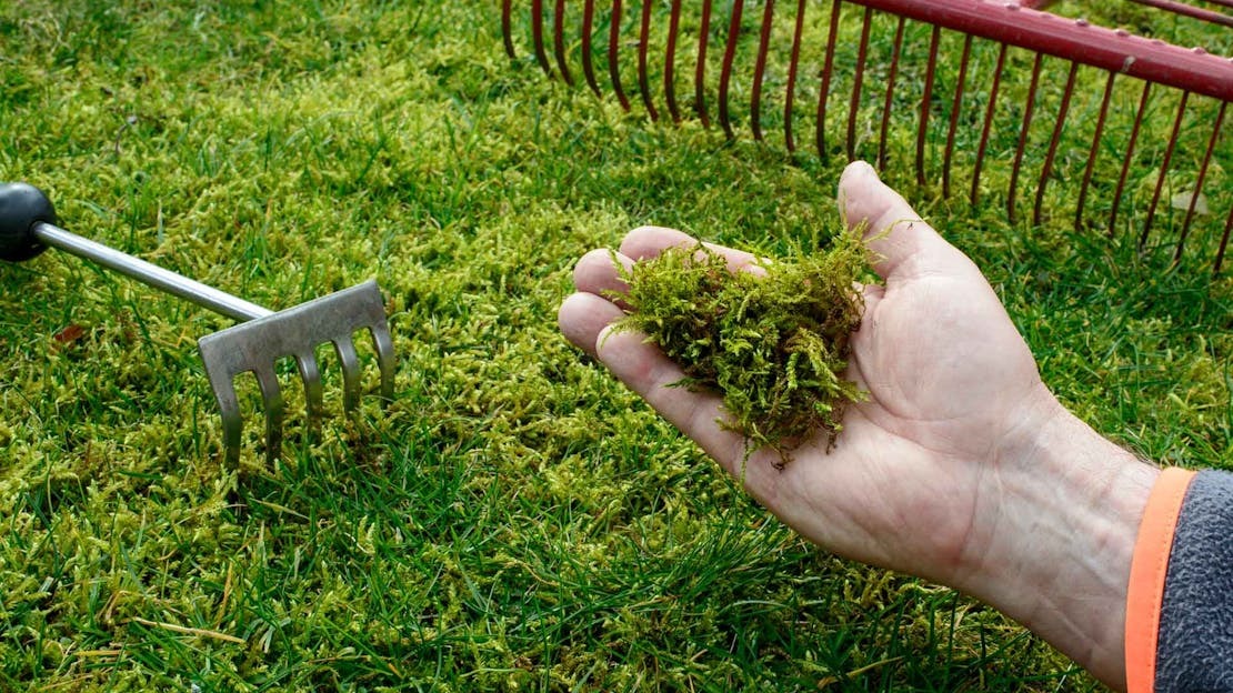 When to Put Moss Killer on Grass: The Ultimate Guide to a Moss-Free Lawn