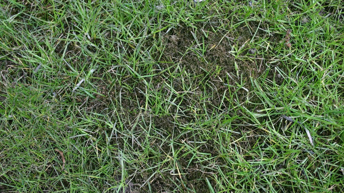 Does Moss Killer Kill Grass? Understanding the Impact and Finding the Right Solution