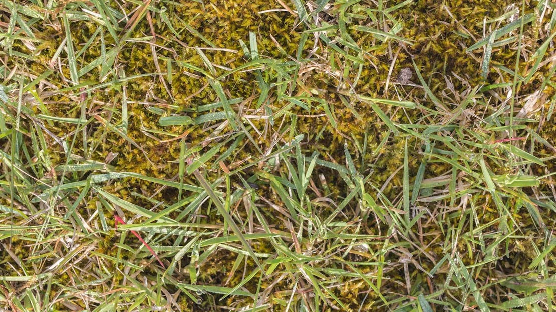 How Long Does Moss Killer Take to Work? What You Need to Know